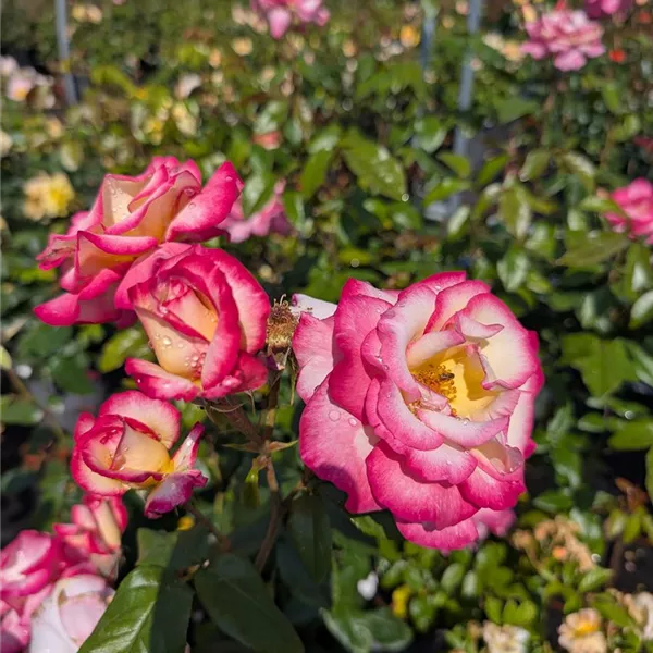 Rosa (Strauchrose) 'Händel'