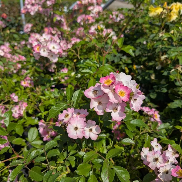 Rosa (Strauchrose) 'Ballerina'