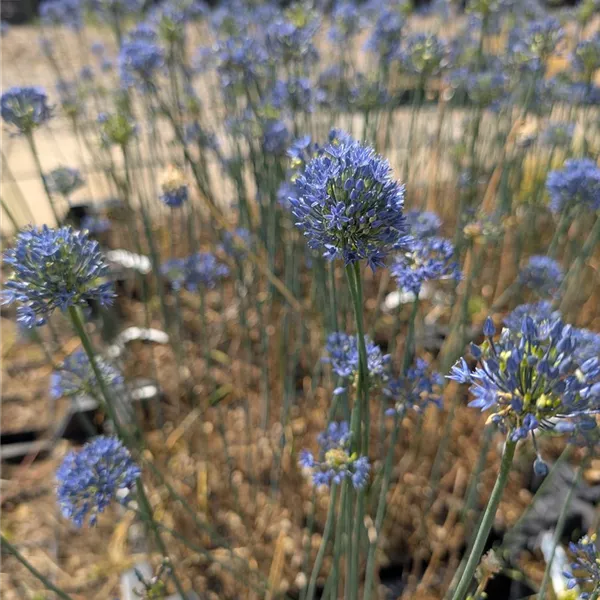 Allium caeruleum