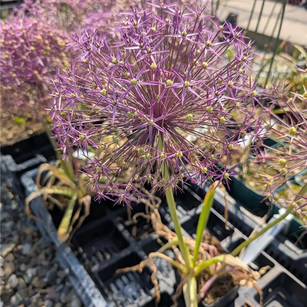Allium christophii