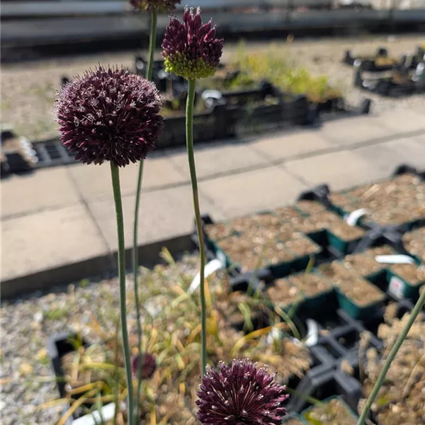 Allium 'Forelock'