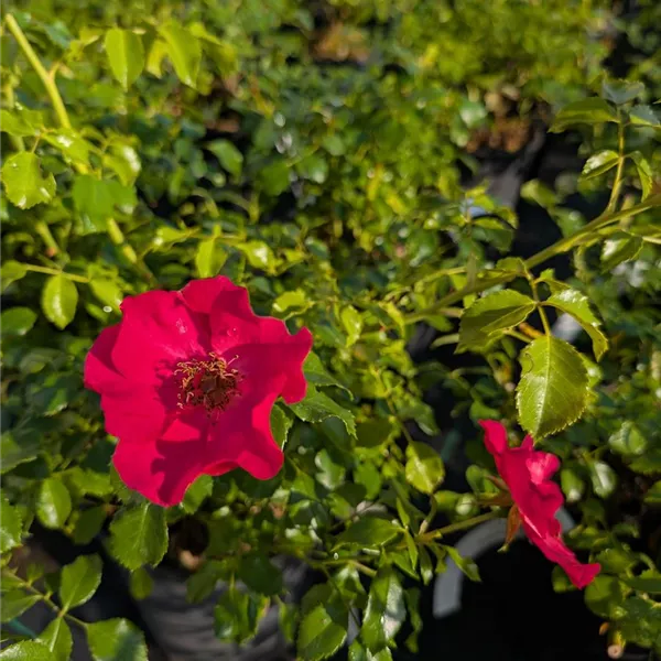 Rosa (Bodendeckerrose) 'Stadt Rom'