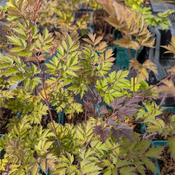 Actaea simplex 'Atropurpurea'