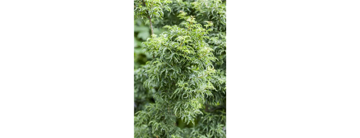 Acer palmatum 'Shishigashira' 