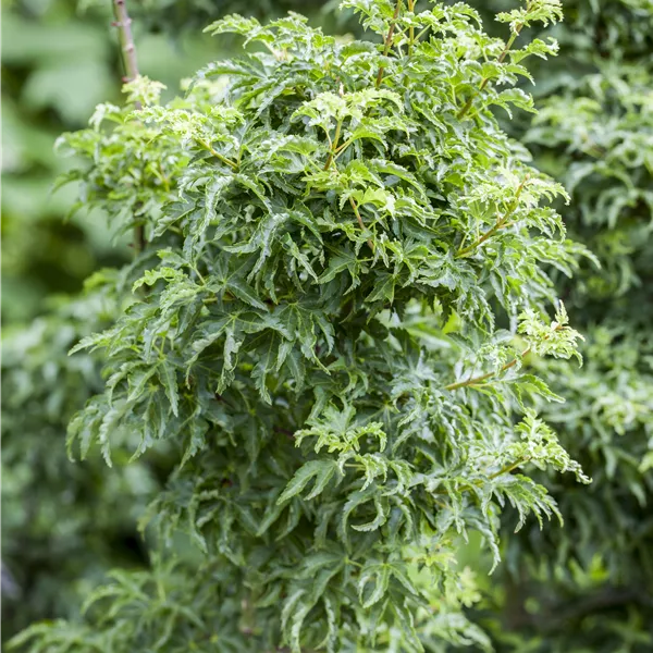 Acer palmatum 'Shishigashira'