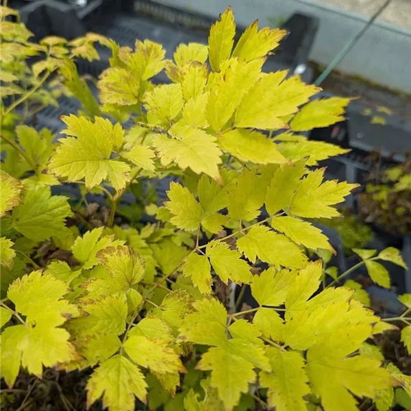 Actaea simplex 'White Pearl'