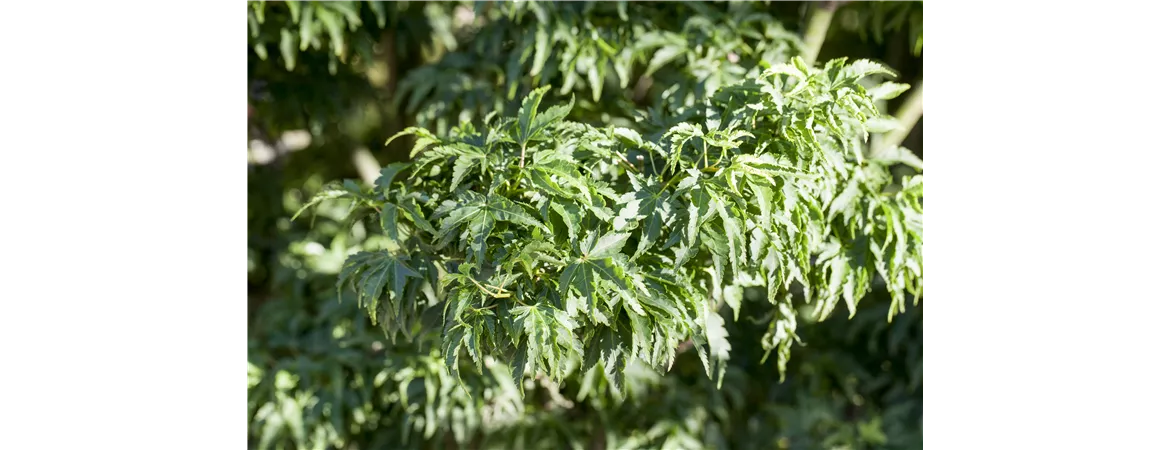 Acer palmatum 'Shishigashira'