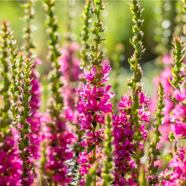 Lythrum salicaria 'Robert'