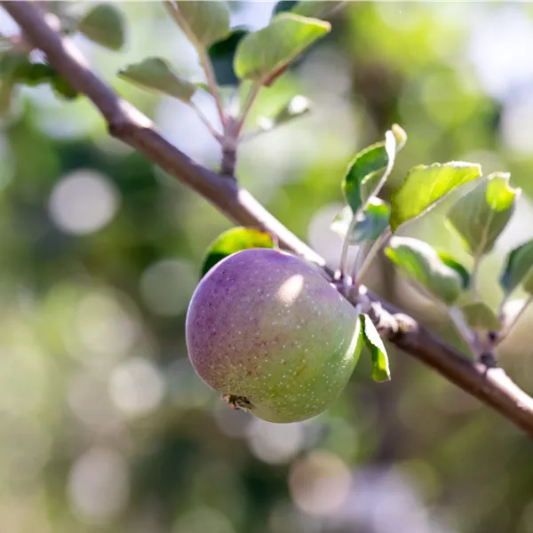 Malus domestica 'Berner Rosen'