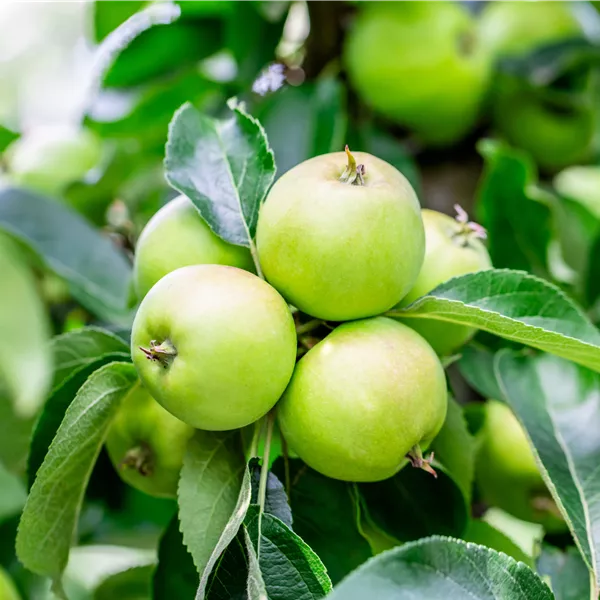 Malus domestica 'Goldlane'