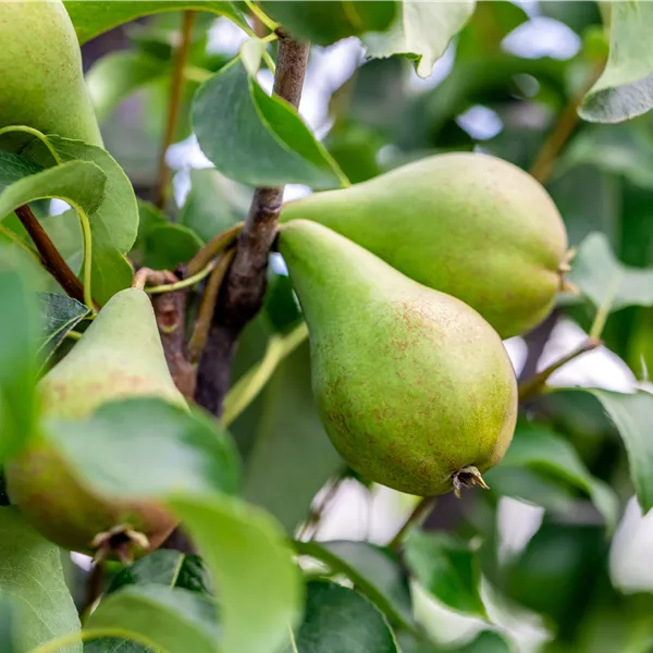 Pyrus communis 'Concorde'