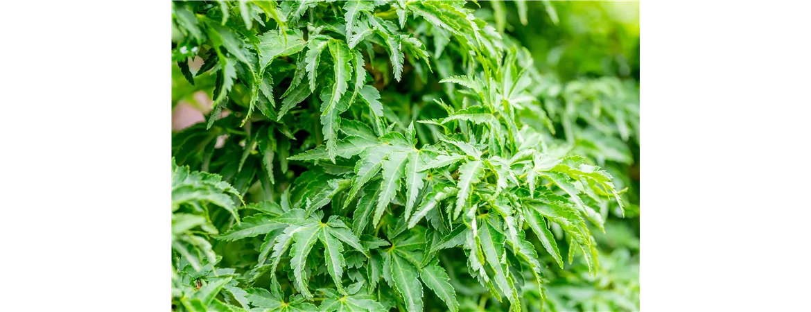 Acer palmatum shishigashira (Crispy.)
