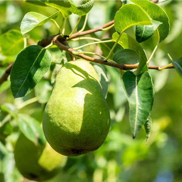 Pyrus communis 'Harrow Sweet'