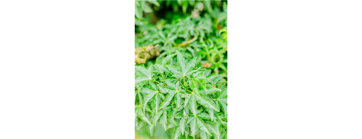 Acer palmatum shishigashira (Crispy.)