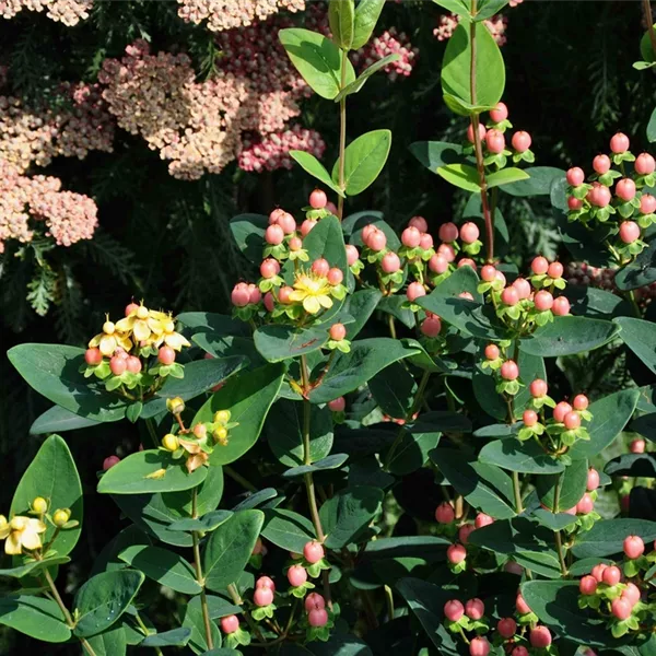 Hypericum calycinum Hypericum calycinum