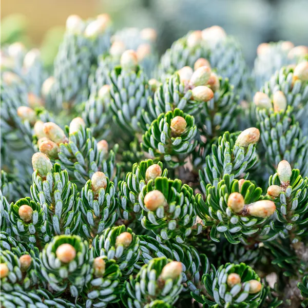 Abies koreana 'Kohout's Icebreaker'