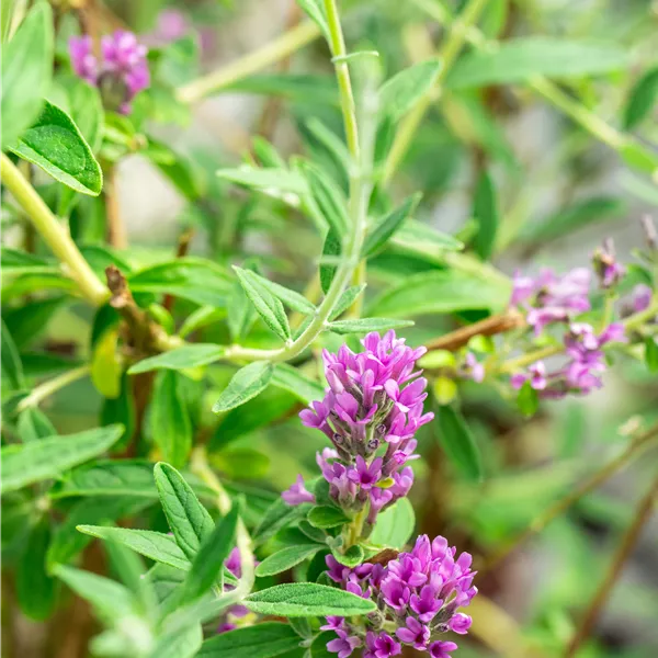 Buddleja alternifolia 'Unique'