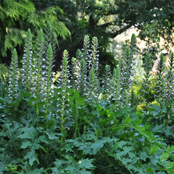 Acanthus mollis
