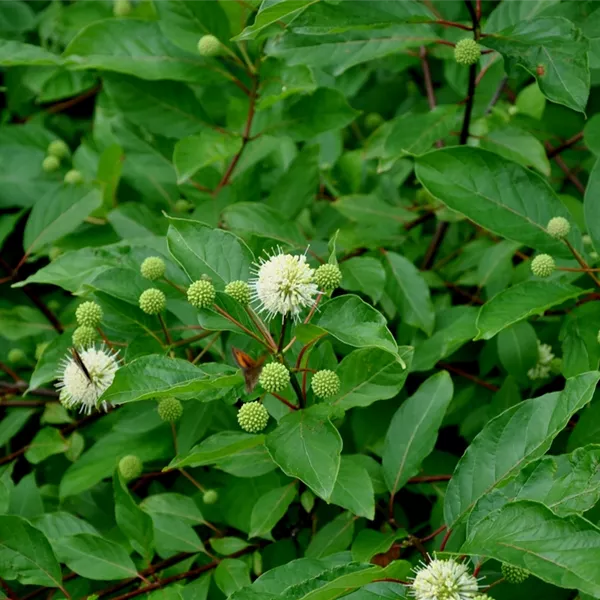 Cephalanthus occidentalis
