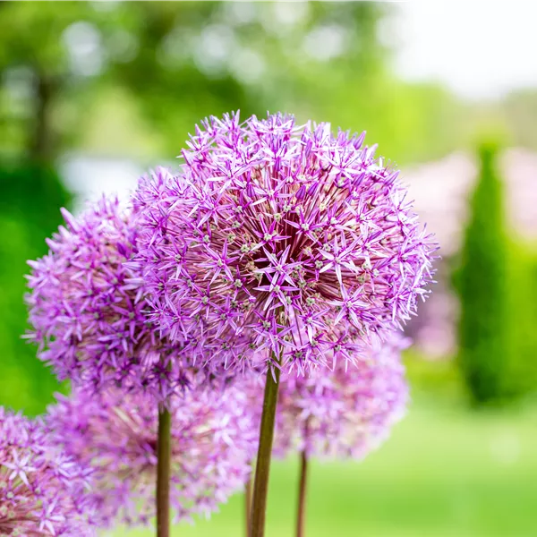 Allium giganteum Allium giganteum