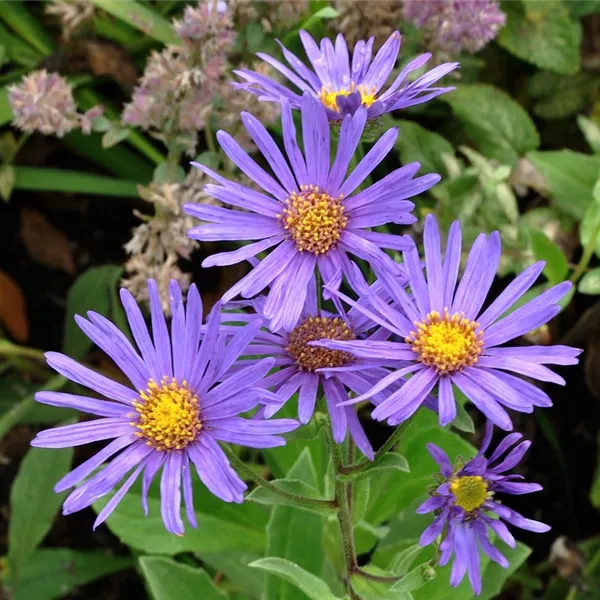 Aster amellus 'Veilchenkönigin'