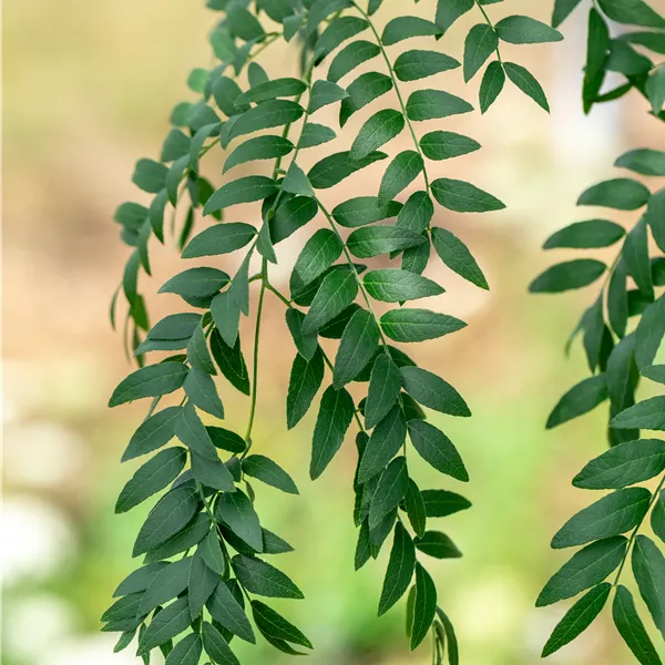 Gleditsia triacanthos 'Skyline'