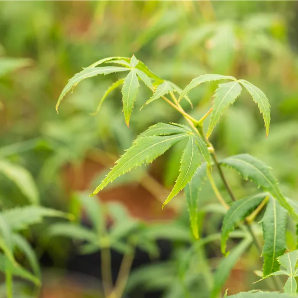 Acer palmatum 'Koto-no-ito'