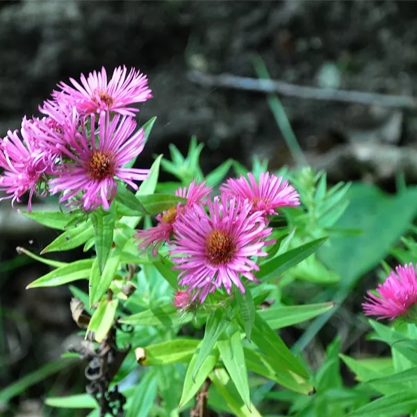Aster novae-angliae 'Andenken an Alma Pötschke'
