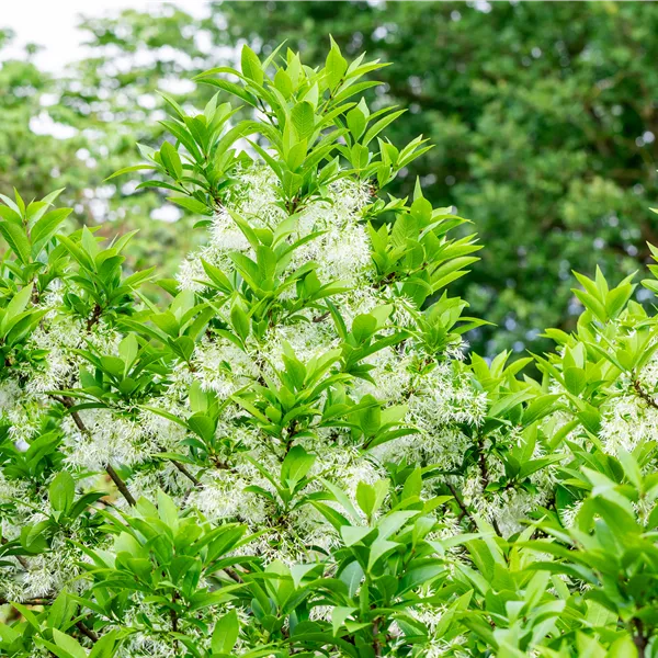 Chionanthus retusus