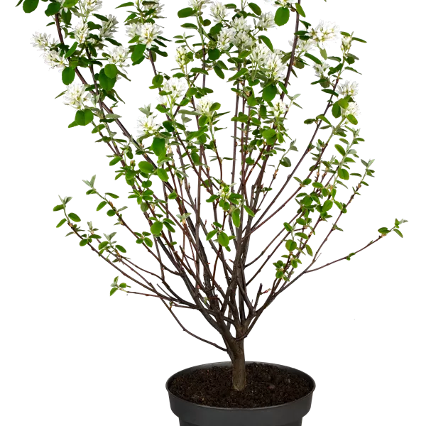 Amelanchier alnifolia 'Greatberry Garden'