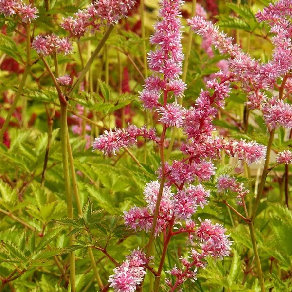 Astilbe (Arendsii-Gruppe) 'Cattleya'