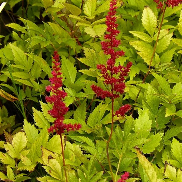 Astilbe (Arendsii-Gruppe) 'Glut'