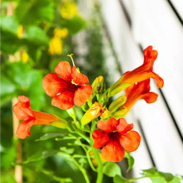 Campsis tagliabuana (x) 'Mme Galen'